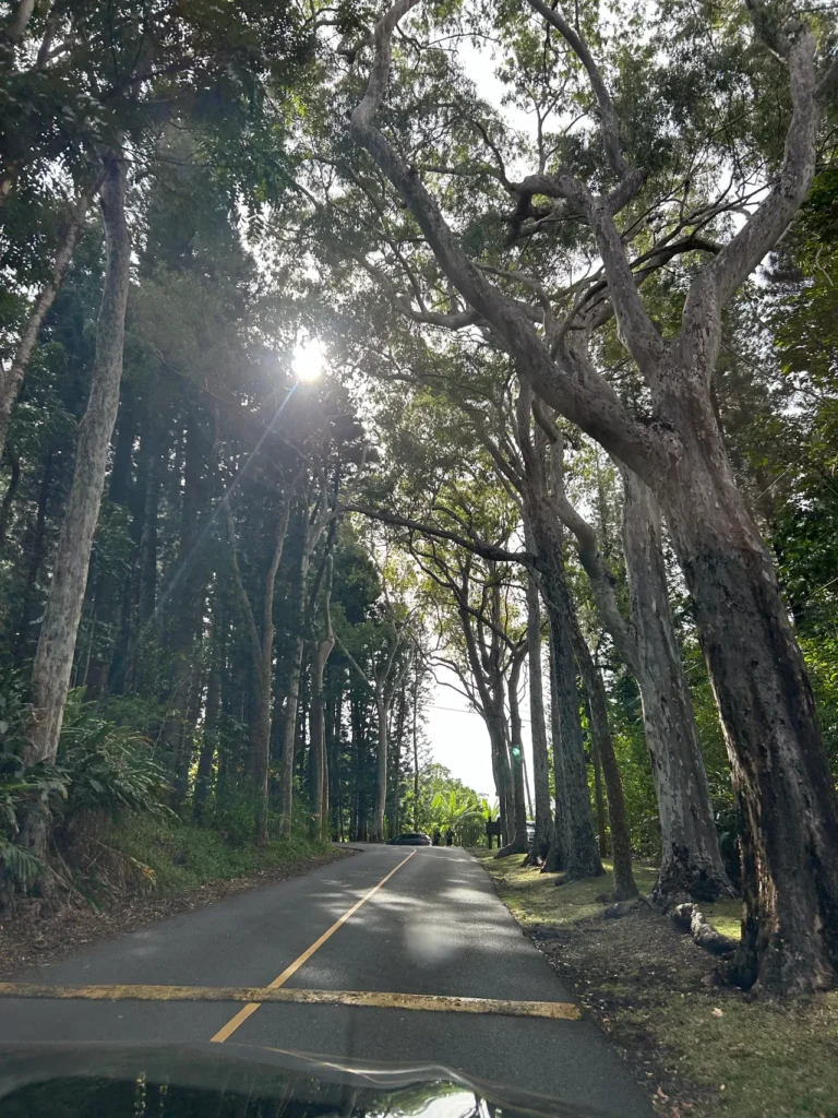 The tree-lined, winding road that leads to Pu'u Ualaka'a Wayside Park and the Nutridge Estate where the luau takes place. The lush, canopy-covered winding road leading up the mountain to the Nutridge Luau Honolulu.