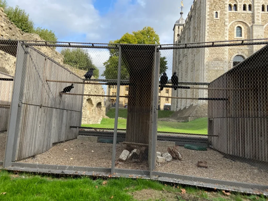 Since the time of Charles II, ravens have been in residence at the Tower of London. Without the ravens, he believed the monarchy would fall. The Tower of London maintains a total of six ravens on staff, under the watchful eye of their Beefeater Ravenmaster. The large wire mesh raven and crow cages sitting on the lawn in front of the White Tower wall at the Tower of London planning guide site.