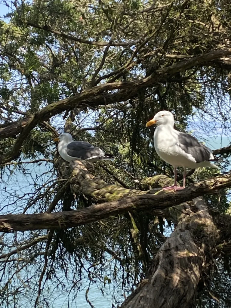 There are a ton of birds on Alcatraz Island. It is an official bird sanctuary, with over 5,000 nests throughout the area. Two Western Gulls perched on a large tree branch at the official bird sanctuary on Alcatraz Prison San Francisco.